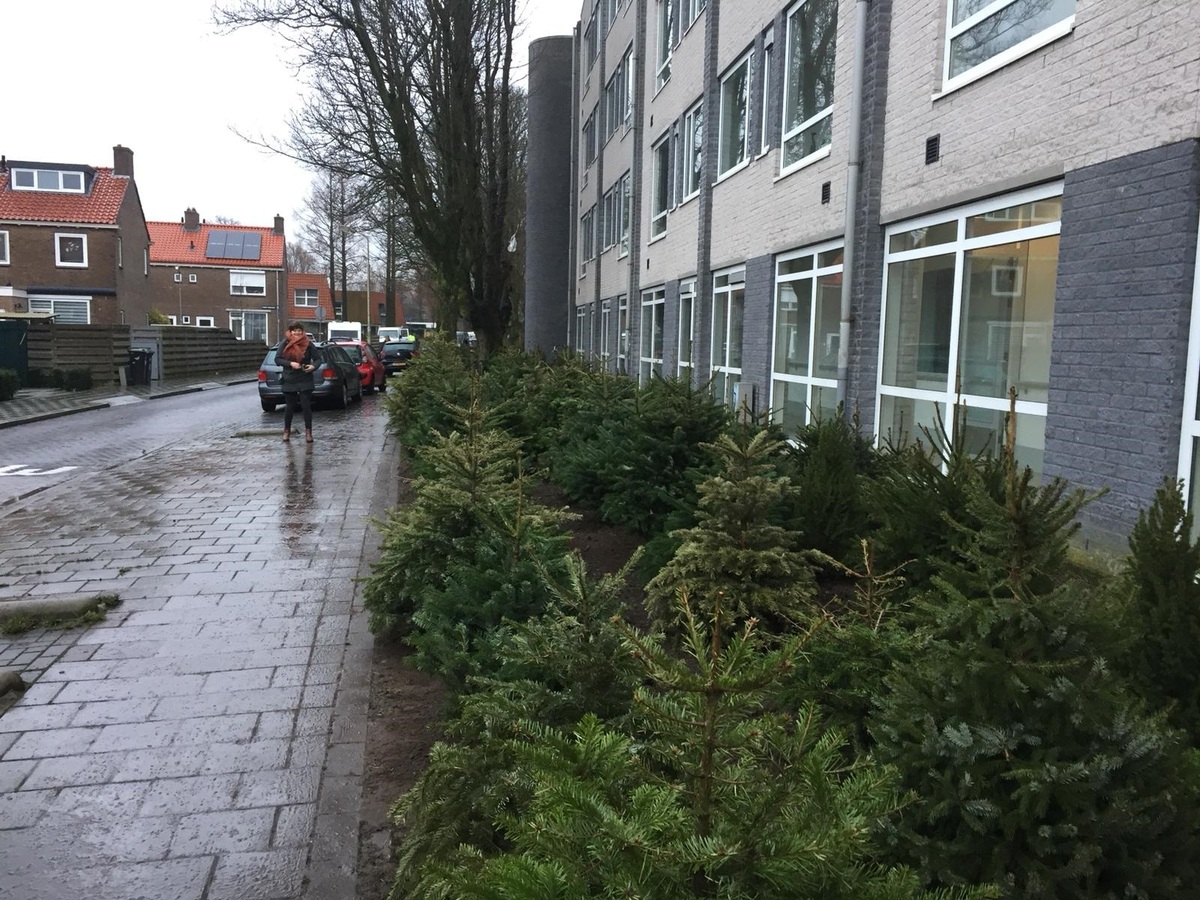 foto van het kerstbomenbos bij Pennemes in Zaandam